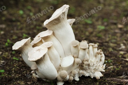 Preview: Close up of white mushrooms growing in a garden.
