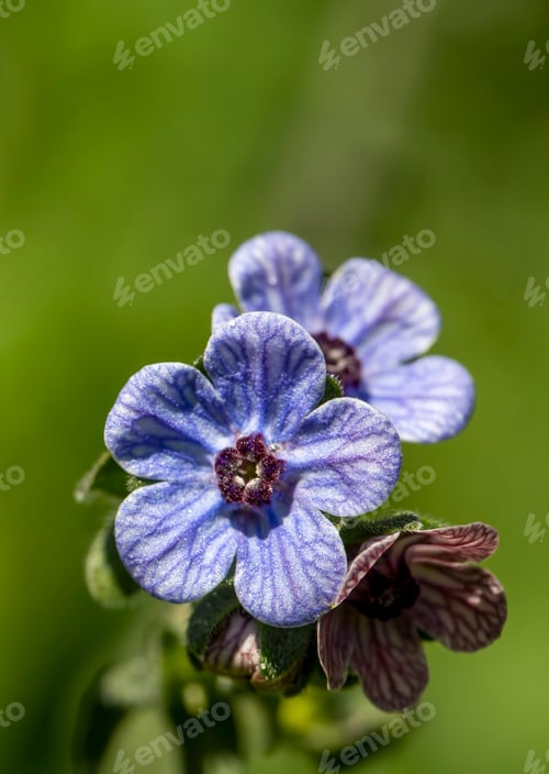 Preview: Wild plant; scientific name; Cynoglossum creticum