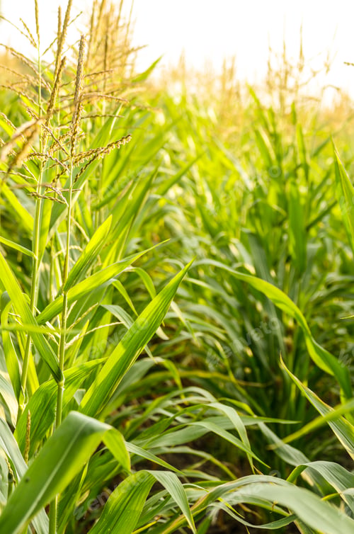 Preview: Maize corn green field summer time. Agriculture industrial backg