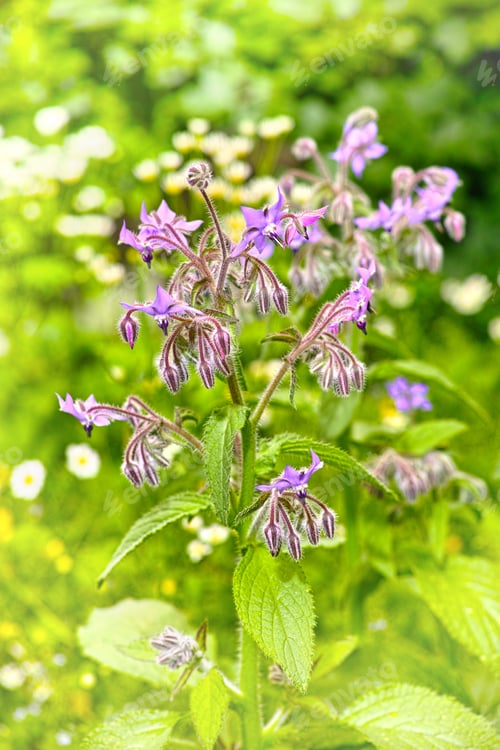 Preview: Beautiful flowers from my garden. A series of beautiful garden photos.
