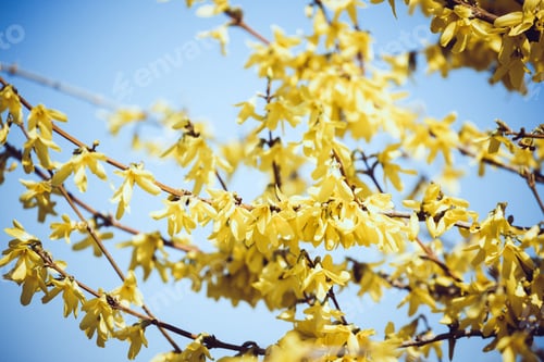 Preview: Forsythia europaea background