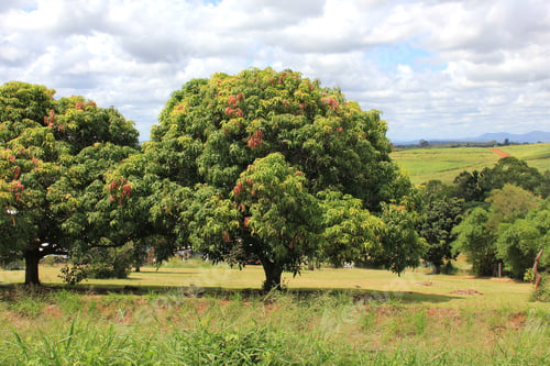 Preview: Mango trees on a farm