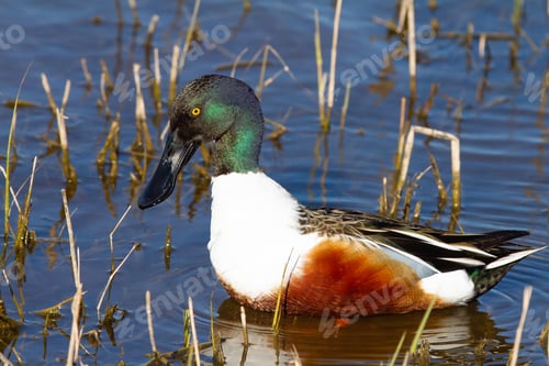 Preview: Male shoveler duck swimming at a lake