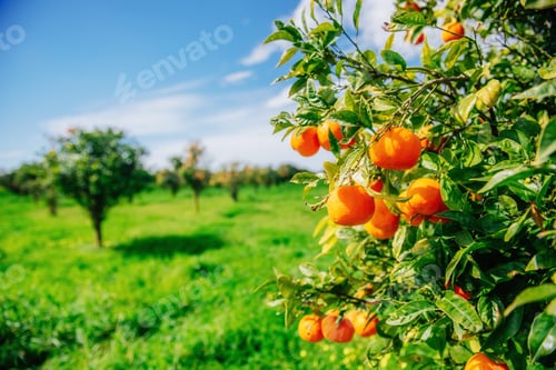 Preview: branch orange tree.