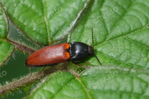 Preview: Closeup on a colorful red and black European Ampedus pomorum clicking beetle on a leaf