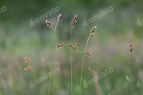 Preview: Meadow in sunset light