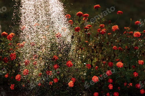 Preview: Watering marigold flowers watering can. selective focus.