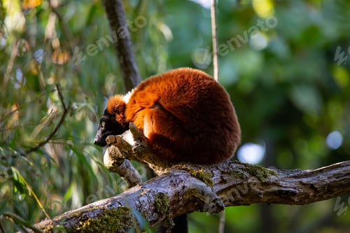 Preview: a lemur in a tree eating on some branches and leaves