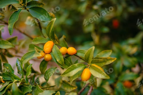 Preview: Kumquat fruits growing on tree branch with green leaves