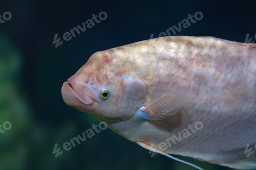 Preview: Albino Giant Gourami (Osphronemus goramy) - Freshwater fish