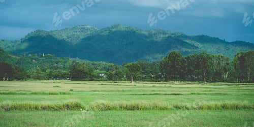 Preview: nature landscape of green paddy rice field, agriculture farm view of asia with plant