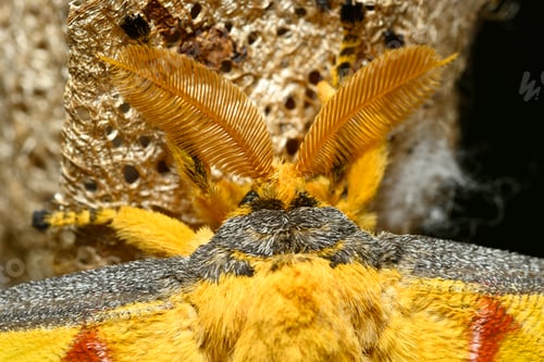 Preview: Comet or moon moth, Argema mittrei, butterfly native to the forests of Madagascar.