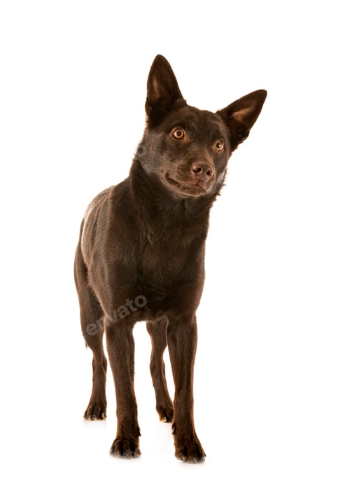 Preview: Australian Kelpie in studio