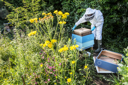 Preview: Beekeper wearing protective suit at work, inspecting wooden beehive.