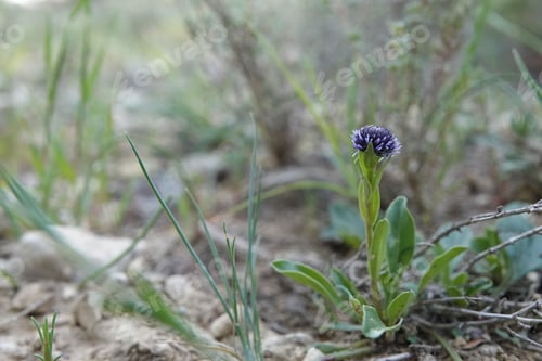 Preview: Low angle closeup on a Mediterranean common ball flower, Globularia bisnagarica