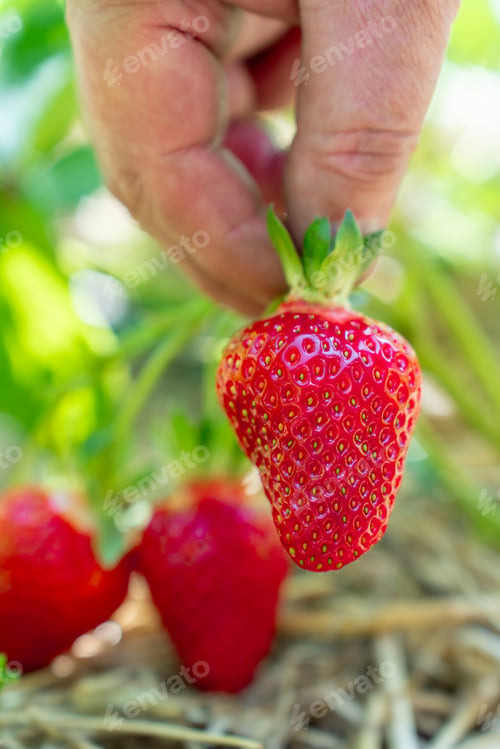 Preview: Farmer Holding Large Ripe Red Asia Strawberry In Hand With More Berries On Blurred Background