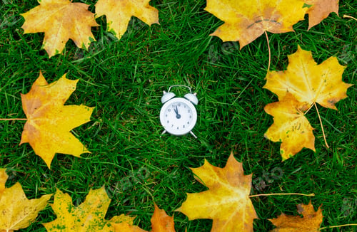 Preview: White retro alarm clock on green grass with maple leaves around