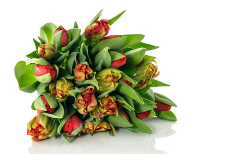 Preview: Bouquet of Red and Green Tulips