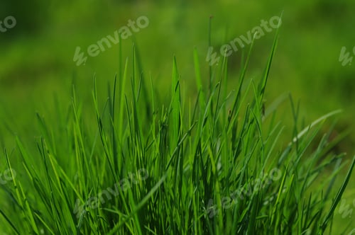 Preview: fresh summer grass