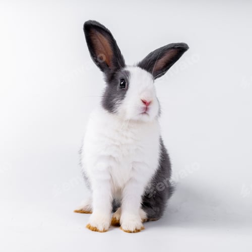 Preview: cute black and white rabbit isolated white background
