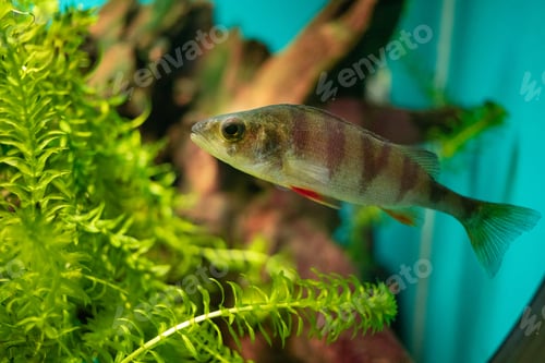 Preview: Swimming of fish in the aquarium, oceanarium, observation of the underwater world and marine animals