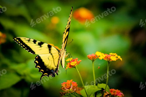 Preview: Swallowtail butterfly feeding on lantana.