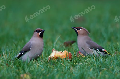Preview: Bohemian waxwing (Bombycilla garrulus)