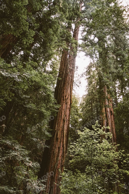 Preview: Looking up at the Sequoia Redwoods in Northern California