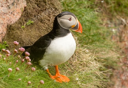 Preview: Beautiful Atlantic puffin seabird standing on the cliffside in the sunshine
