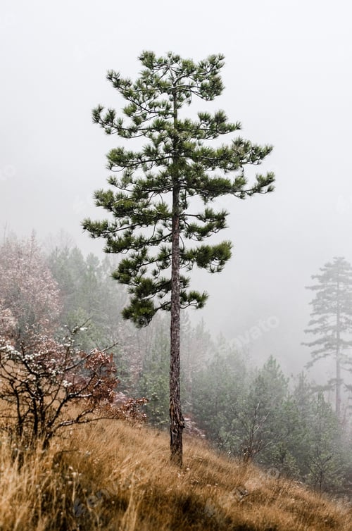 Preview: Eerie scenery of a pine tree on the hill in a misty forest