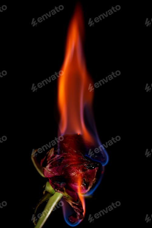 Preview: Burning Red Rose on Black Background