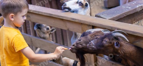 Preview: the boy feeds the animals in the zoo. Selective focus