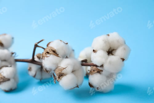 Preview: Fluffy cotton flowers on light blue background, closeup
