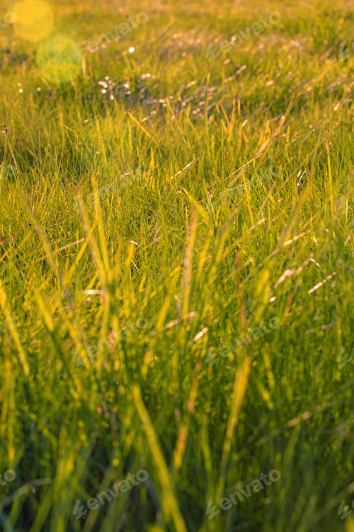 Preview: Vertical shot of green grass on the field