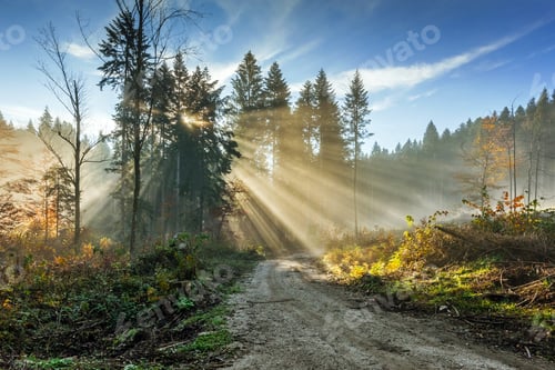 Preview: Golden rays of sunlight falling into a misty forest