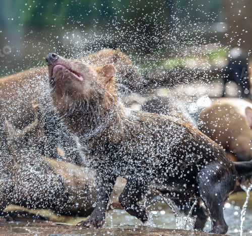 Preview: Bush dog (Speothos venaticus) in nature.