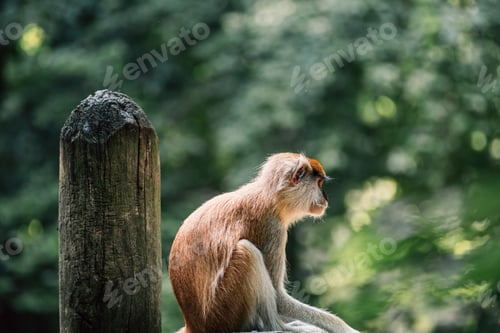 Preview: A Patas Monkey sits in quiet contemplation, its tawny fur contrasting with the lush green backdrop
