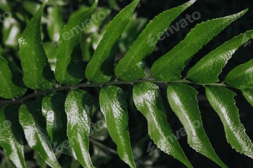 Preview: Close-up of Green Fern Leaves