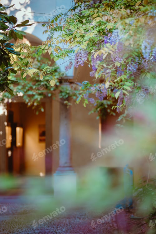 Preview: Wisteria plant inside the courtyards of the University of Pavia
