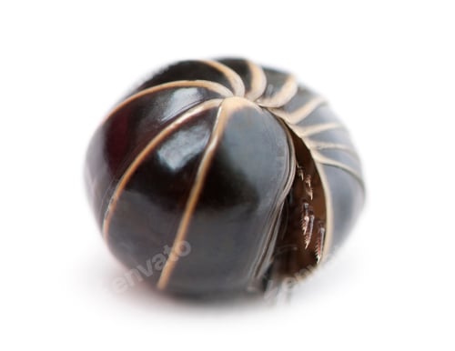 Preview: Glomeris marginata rolling itself up into a ball. Is a common European species of pill millipede