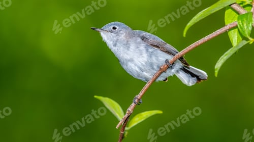 Preview: Blue Gray Gnatcatcher
