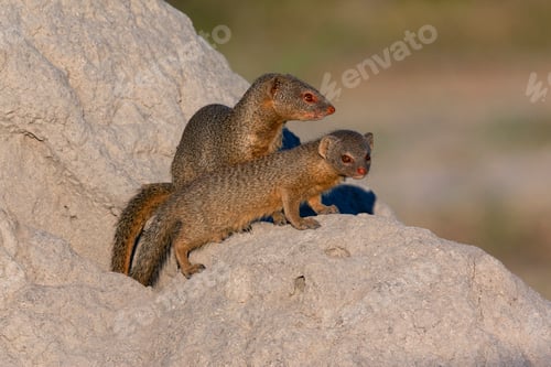 Preview: Slender Mongoose - Botswana - Africa