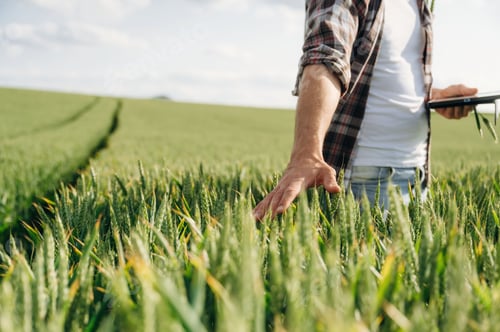 Preview: With digital tablet. Close up view of farmer's hands on the agricultural field