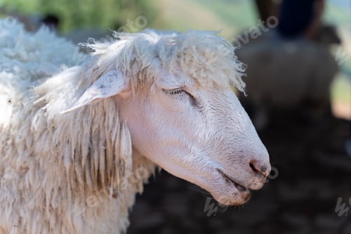 Preview: Close up of sheep in the meadow countryside farm.
