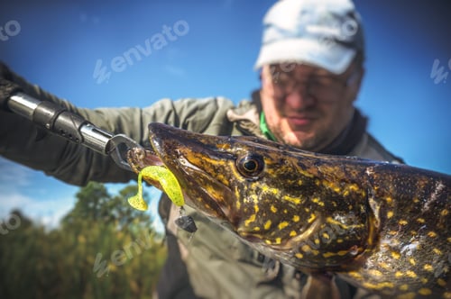 Preview: Fisherman Showing Off Large Freshly Caught Pike