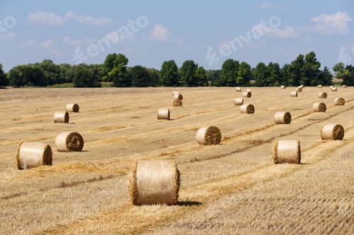 Preview: Harvesting grain crops