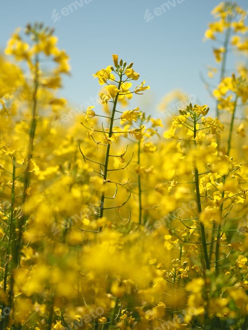 Preview: Look at me yellow