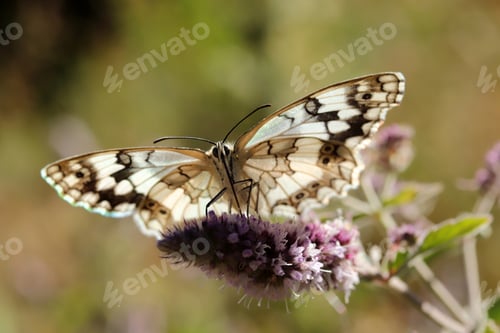 Preview: Large tree nymph butterfly on a flower