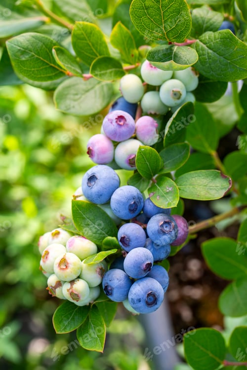 Preview: Blueberry farm with bunch of ripe fruits on tree during harvest season in Izmir, Turkey.