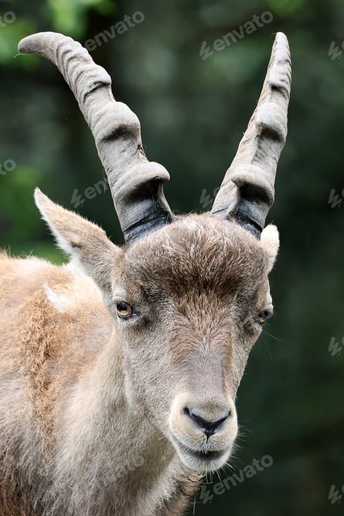 Preview: The Alpine ibex (Capra ibex), also known as the steinbock
